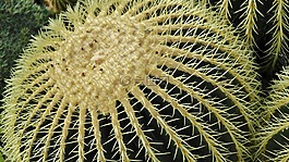 仙人掌,球仙人掌,echinocaktus