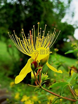 野花,花,st john 麥汁