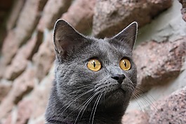 交易所chartreux,貓,動物
