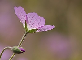 花,自然,紫色