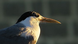 鳥,自然,野生