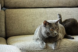 交易所chartreux,貓,動物