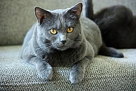 交易所chartreux,貓,動物