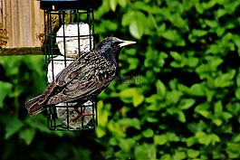 歐椋鳥,鳥,野生動物