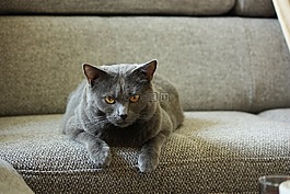 交易所chartreux,貓,動物