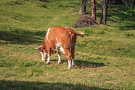 牛,牛肉,阿爾姆