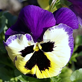 潘茜,花,藍(lán)色