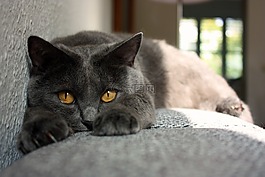 交易所chartreux,貓,動物