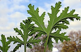 天竺葵,藥用植物,盆花