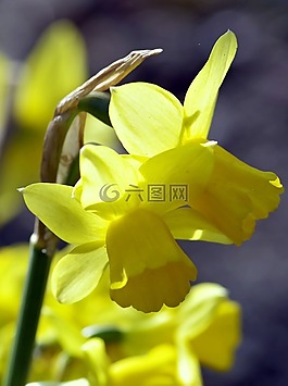 水仙,花,春天