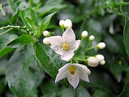 開花,白,茉莉
