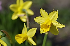 水仙,花,春天