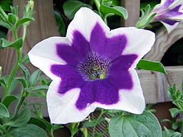 矮牽牛,開花,紫