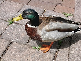 鴨,動(dòng)物,鳥