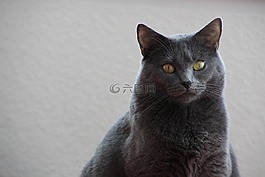 交易所chartreux,猫,动物