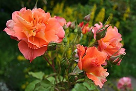 玫瑰,開花,夏季
