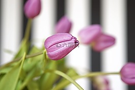 郁金香,鮮花,性質(zhì)