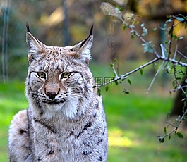 猞猁,動(dòng)物,動(dòng)物園