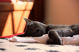 交易所chartreux,貓,動物