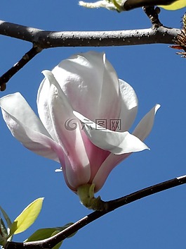 玉蘭,開(kāi)花,粉紅色