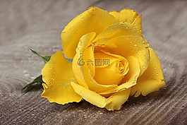 花,玫瑰,開花
