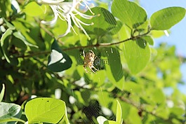 蜘蛛,蜘蛛網(wǎng),關(guān)閉