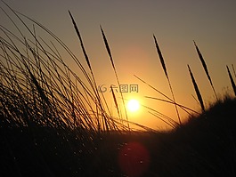草,背光,日落