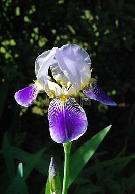 百合,開花,花