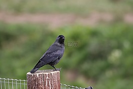 烏鴉,鳥(niǎo),動(dòng)物