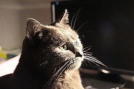 交易所chartreux,貓,動物