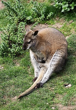 袋鼠,動物,自然