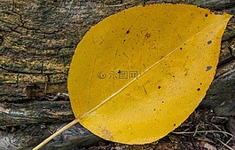 葉,黃色,秋