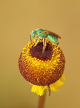 黄色,花,昆虫