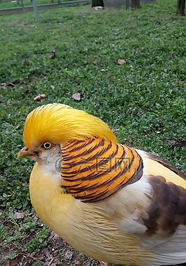 鳥,動物園,鳥園