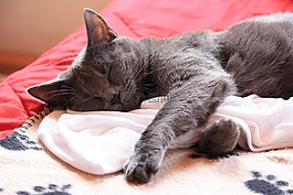 交易所chartreux,貓,動物