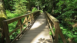 橋,自然,木