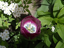 郁金香,充滿,紫