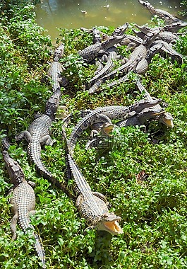 越南,鱷魚,爬行動物