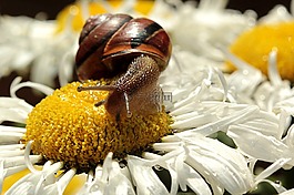 動物,蝸牛,cochleda