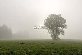 霧,樹,景觀