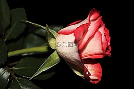 玫瑰,開(kāi)花,雙色彩