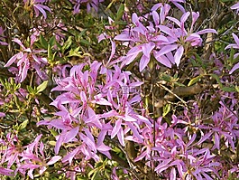 杜鹃花,石南科,粉红色的花