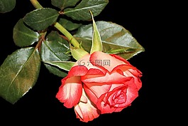 玫瑰,開(kāi)花,雙色彩