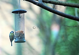鳥,自然,藍(lán)雀