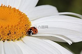 動物,昆蟲,瓢蟲