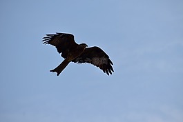 鳶移行,風箏,飛行