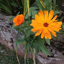 花,植物,性質(zhì)