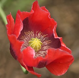 紅色,花,黃色