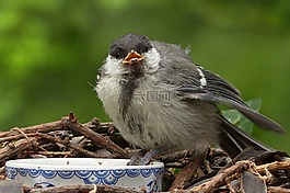 動物,鳥,山雀