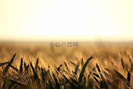 小麥,谷物,字段